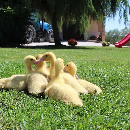 Agli Ulivi Di Mascio *