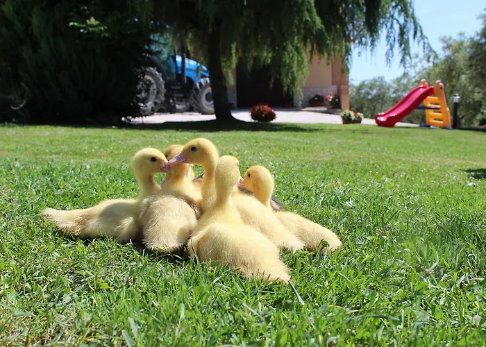 Agli Ulivi Di Mascio *